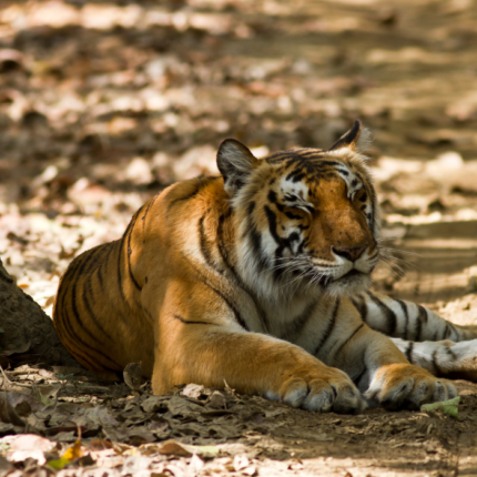 Jim Corbett Tour